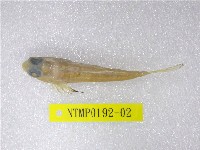 藏品(帆鰭連鰭(魚銜))的圖片